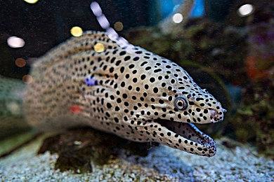 《巫师3》领导层团队出走CDPR 玩家担忧《巫师4》